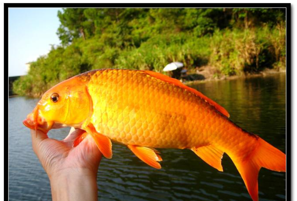  /p> p data-id="gnwisn2an1">红鲤鱼是一种可以长