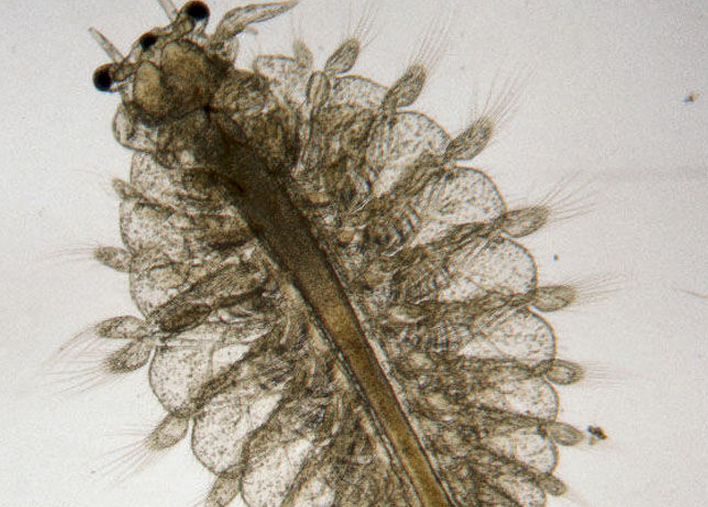  p>卤虫(brine shrimp)也称盐水 a>丰年虫 /a>.