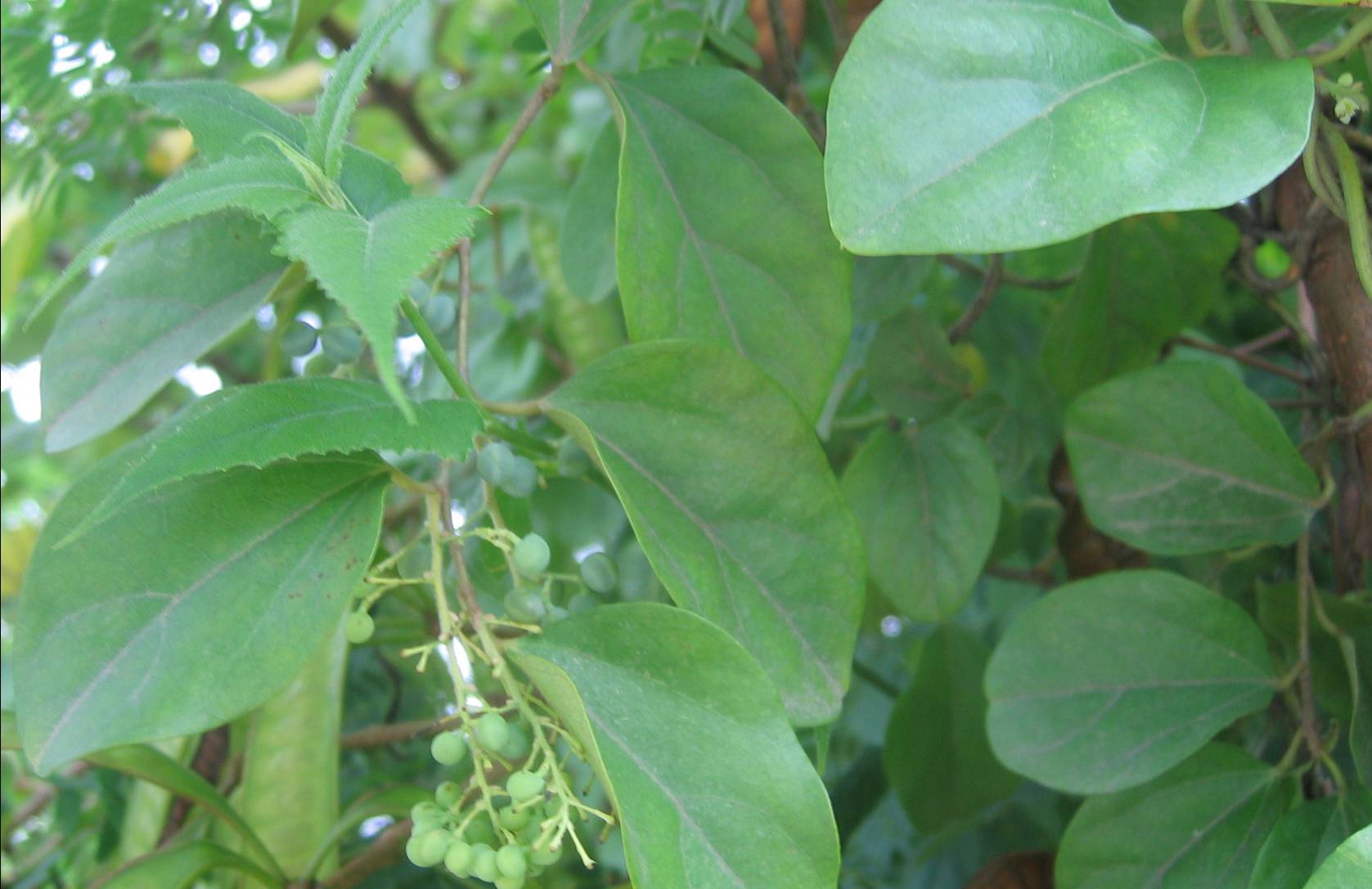 为防己科植物粉防己 i>stephania tetrandra s.moore /i>的干燥根.