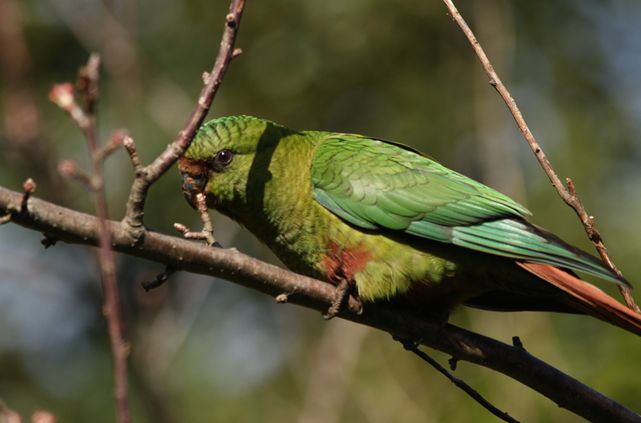  p>南方锥尾鹦鹉(学名: i>enicognathus ferrugineus /i>):是鸟纲