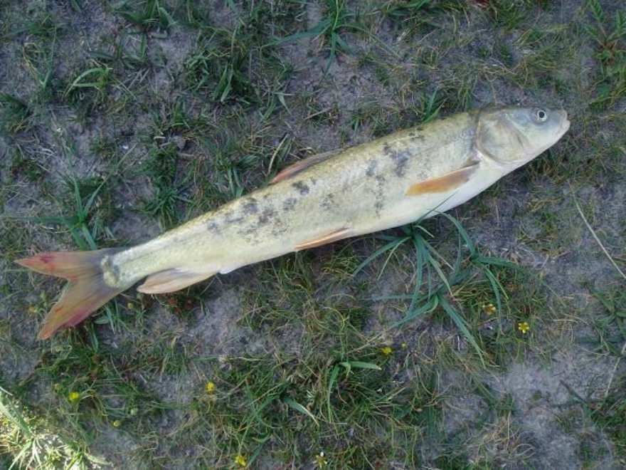  p>藏龙鱼即 a target="_blank" href="/item/花斑裸鲤/1917995" data