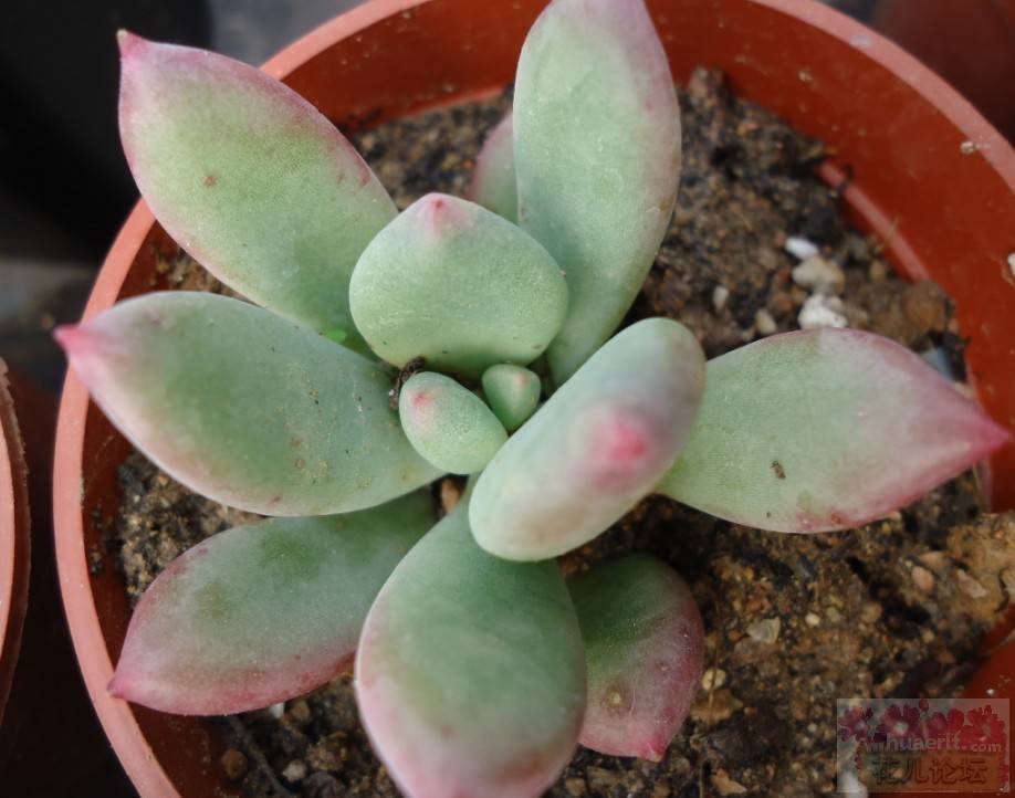 data-ctrid="tbc3ge9xyx0w">青星美人是景天科厚叶草属的多肉植物
