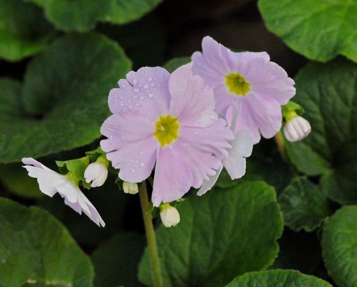 obconica /i> hance)是报春花科报春花属多年生草本植物,全株被柔毛