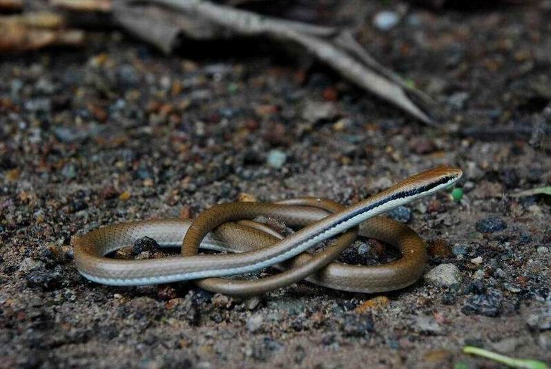  p>滑鳞蛇(学名:liopeltis frenatus)为游蛇科滑鳞蛇属的爬行动物.