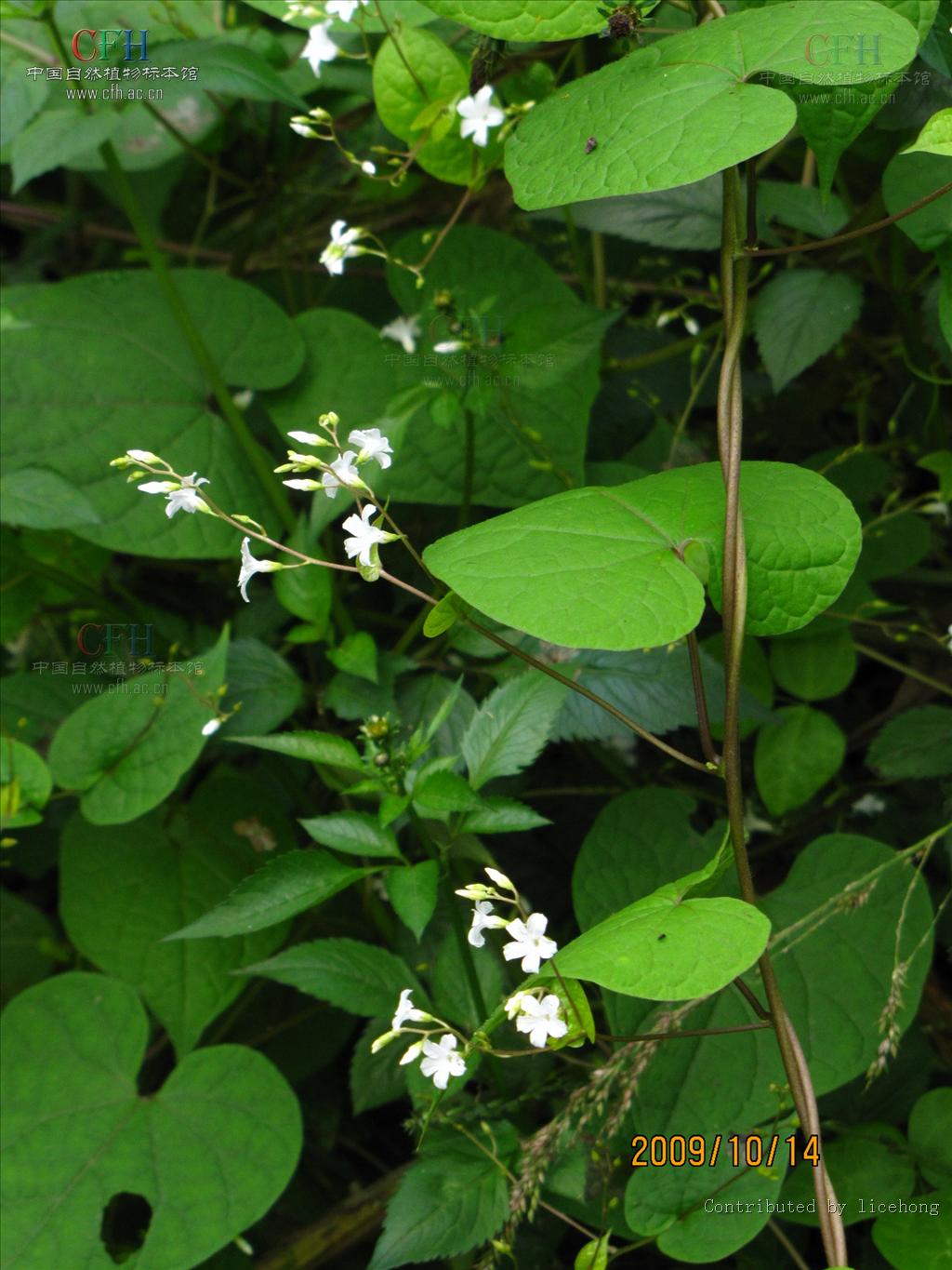 f.)是旋花科飞蛾藤属藤本,木质或草质,或攀援灌木植物.