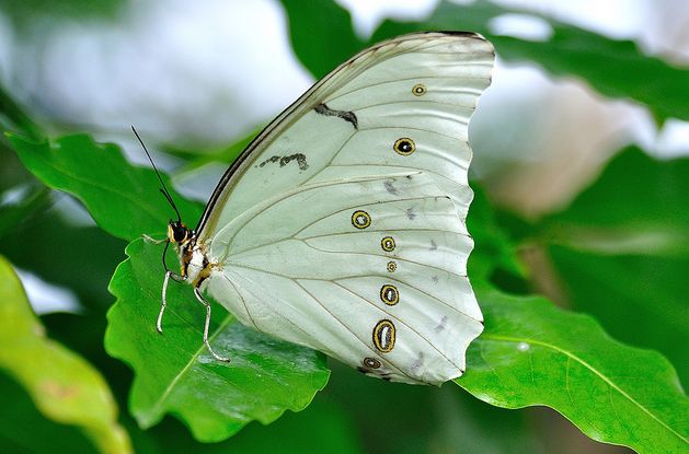  p> a target="_blank" href="/item/多音白闪蝶/8607252" data-lemma