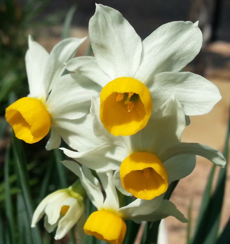 是 a target="_blank" href="/item/水仙属">水仙属 /a>的种类之一