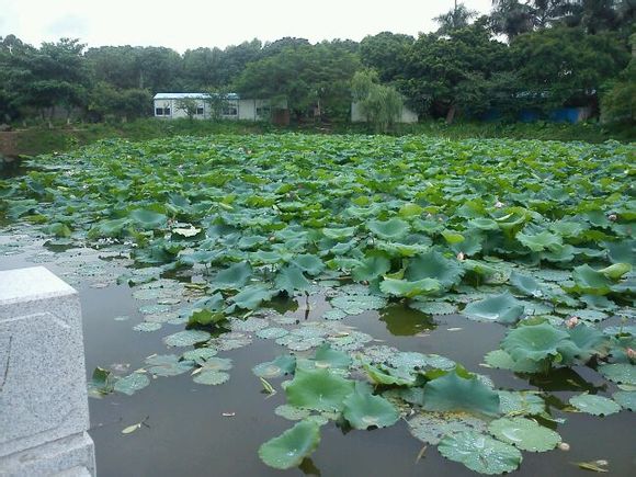 遂溪县第四中学