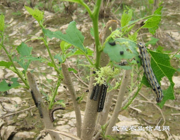 斜纹夜蛾(学名:spodoptera litura fabricius)属<a href="