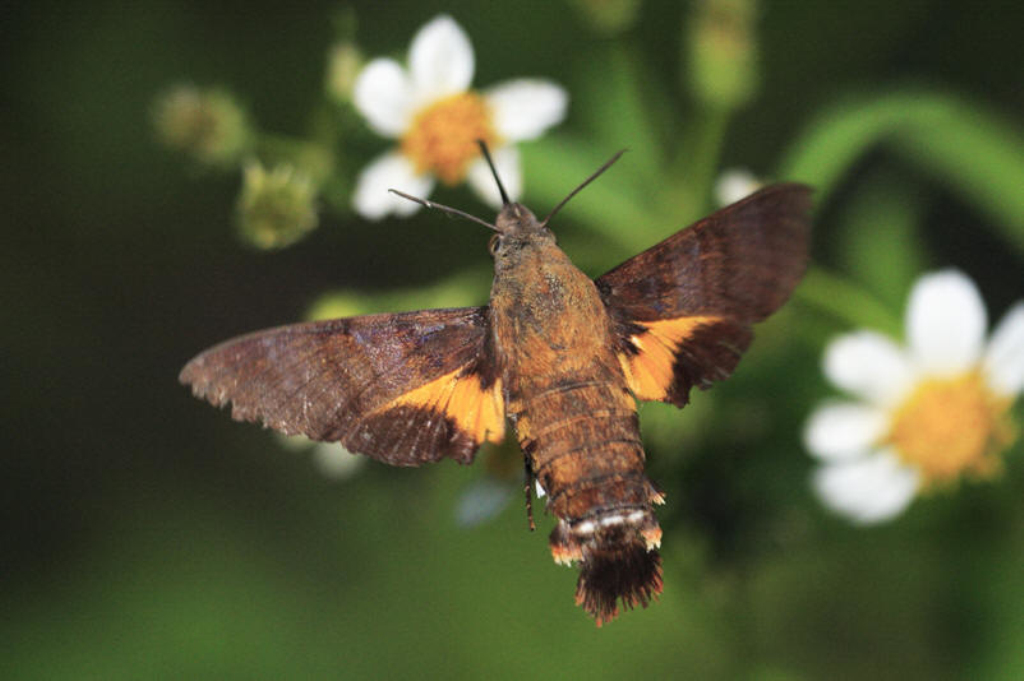  p>葡萄天蛾( i>ampelophaga rubiginosa rubiginosa /i>)是天蛾科