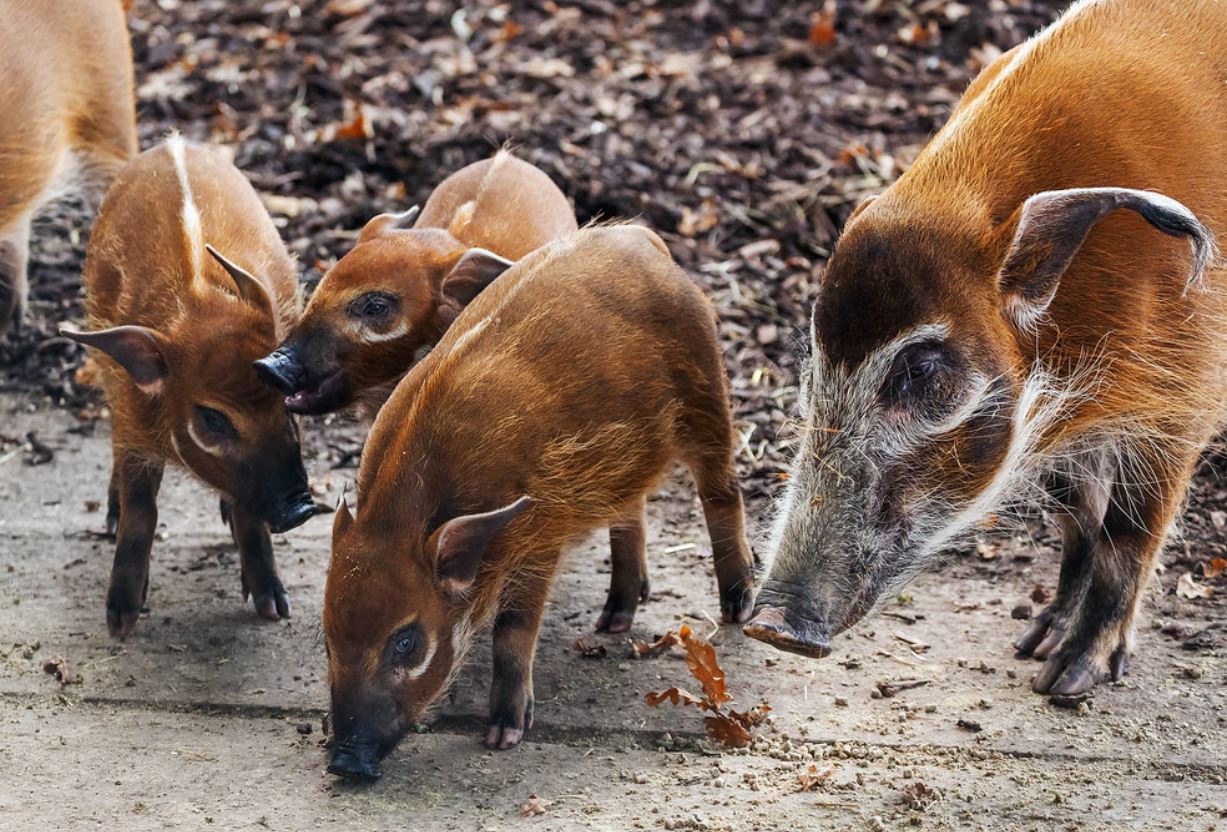  p>红河野猪(学名: i>potamochoerus porcus /i>):体长100-150厘米