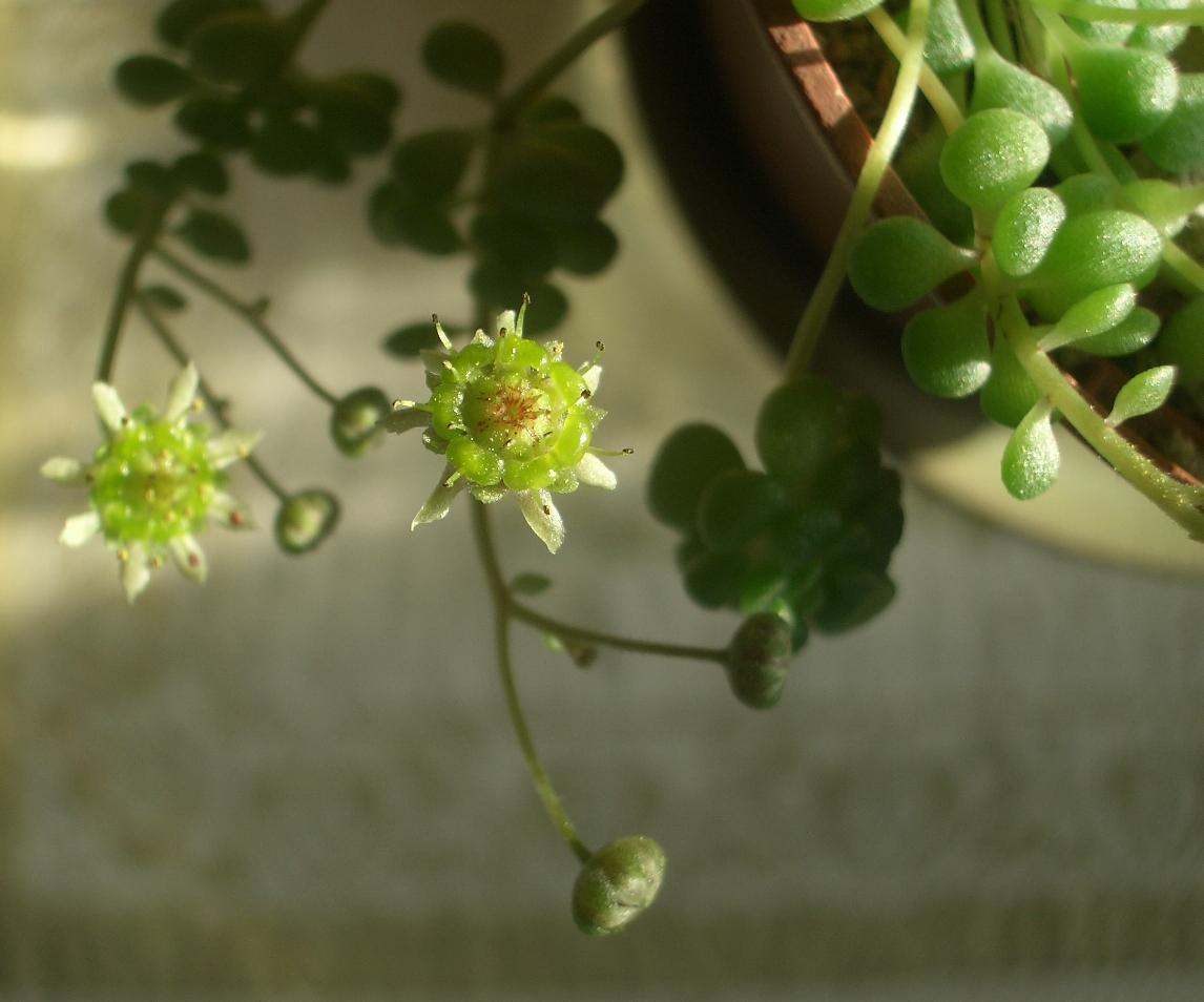 景天科植物特点(景天科植物cam)