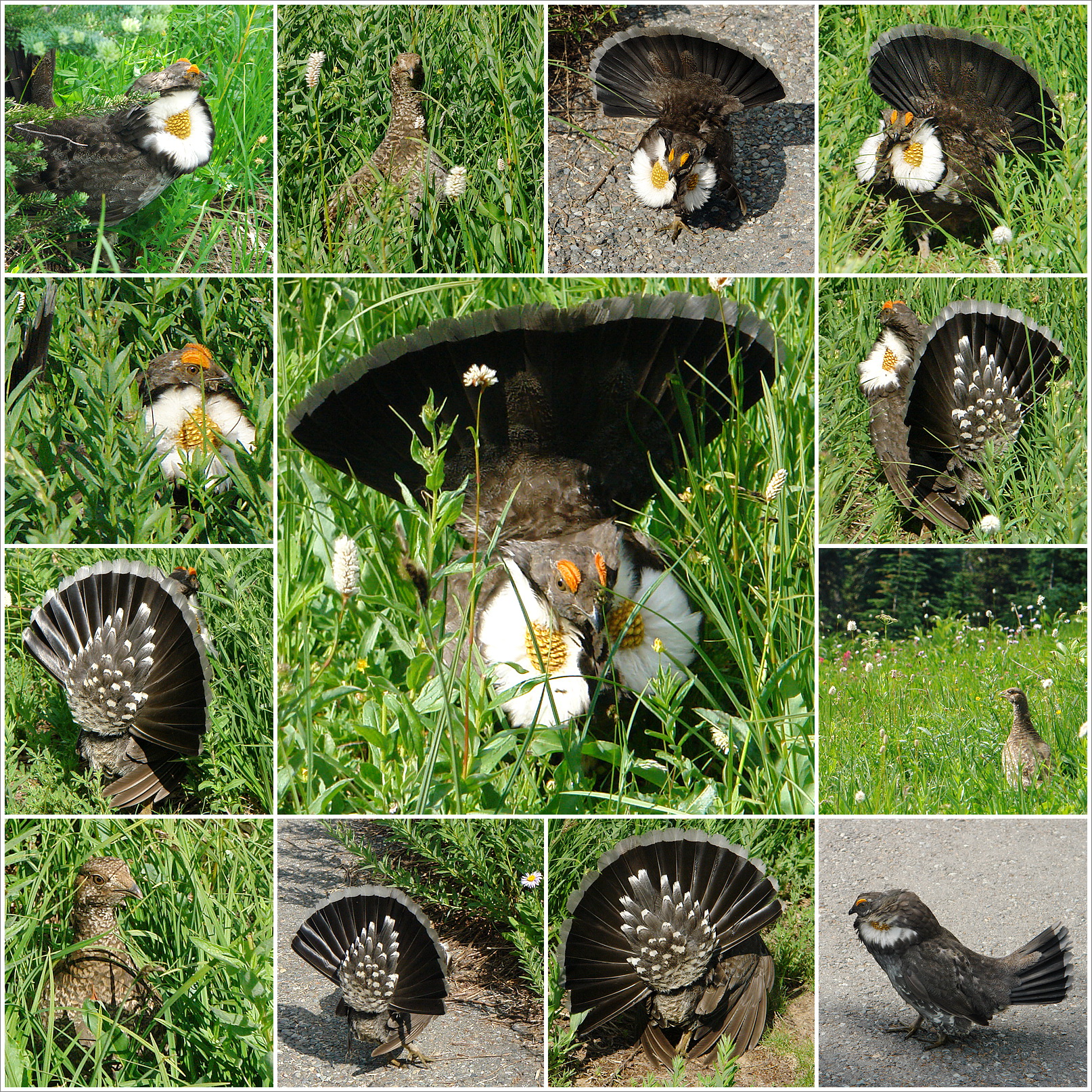 是一种体型相对较大的 a target="_blank" href="/item/松鸡/959548"