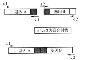 重叠延伸PCR_百度百科