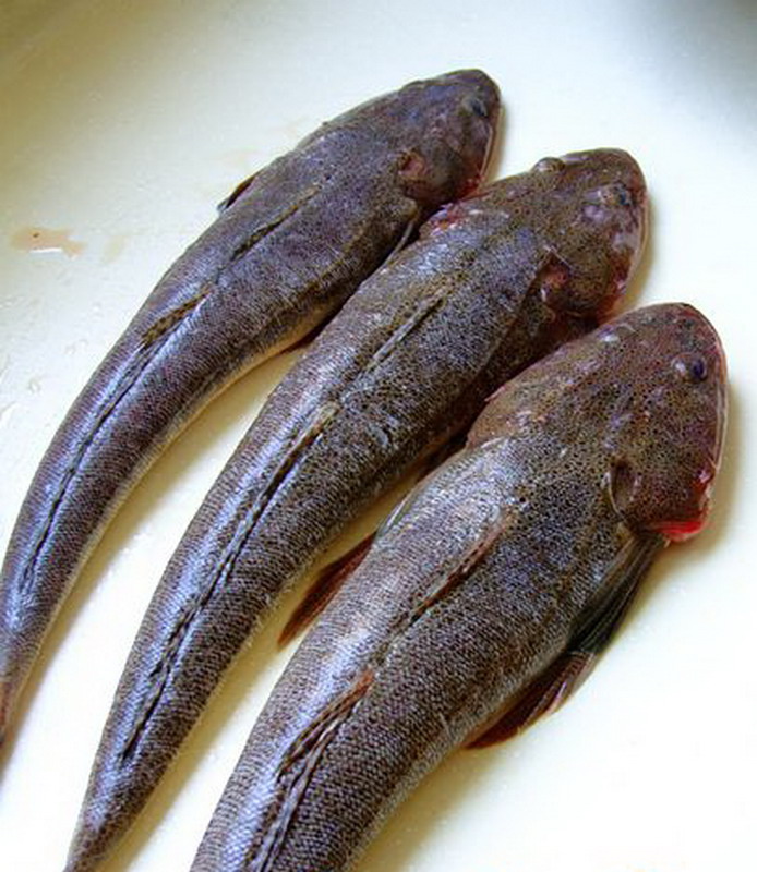 b> /i>(temminck et schlegel, 1843),为 a href="#">辐鳍鱼纲 /a> a