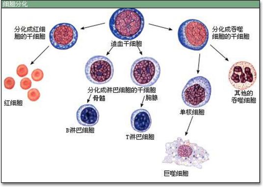 细胞的分化_百度百科