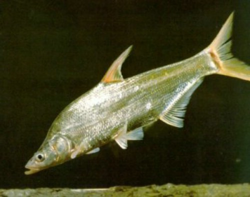  p>鱼类,属鲤形目,鲤科,鲌亚科,鲌属.