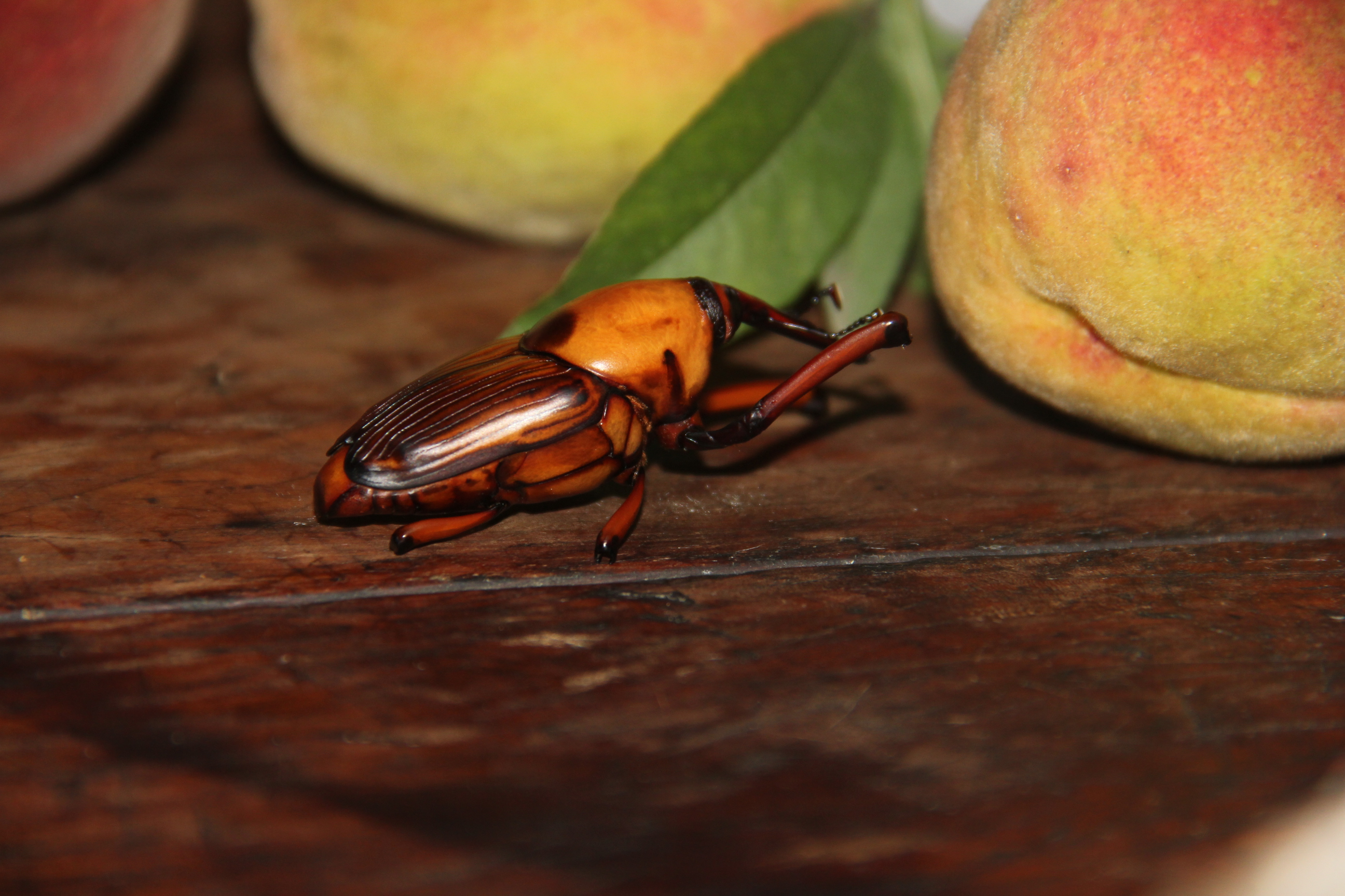  p>大竹笋象, i>cyrtotrachelus longimanus  /i>(fab-ricius),为鞘翅