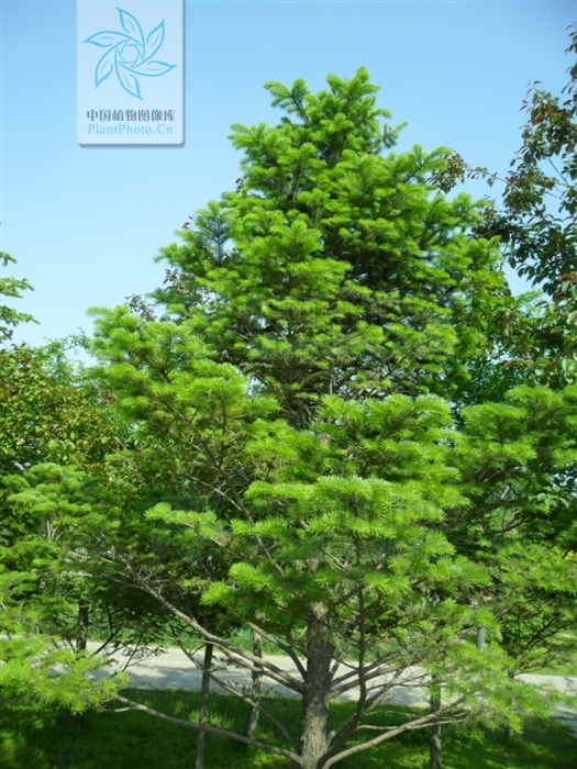  p>臭冷杉(拉丁学名: b>abies /b>  b>nephrolepis /b> (trautv.