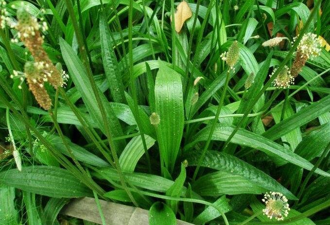  p>长叶车前(学名: i>plantago lanceolata /i> l.