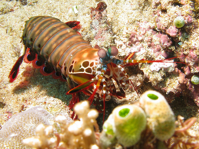  p>雀尾螳螂虾(学名: i>odontodactylus scyllarus /i>):是软甲纲,齿