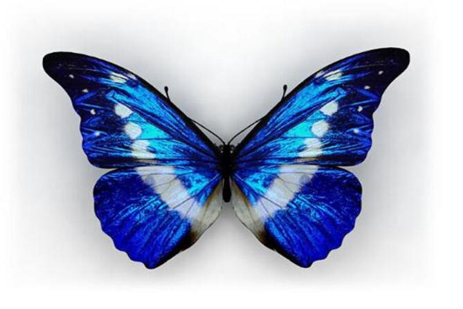  p>梦幻闪蝶格拉纳达亚种, i>morpho deidamia granadensis /i>