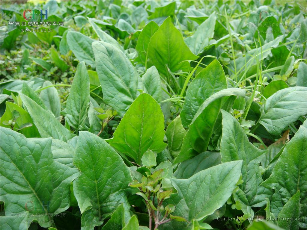 又名波斯菜,赤根菜,鹦鹉菜等,属藜科 a target="_blank" href="/item
