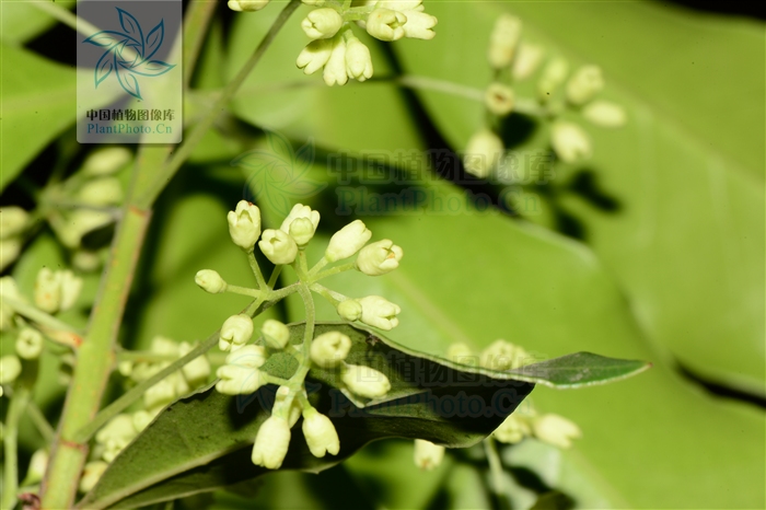  p>云南木犀榄, a href="#" data-lemmaid="1520017">灌木 /a>或乔木