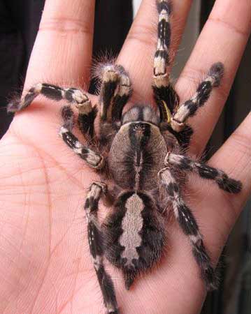 降落伞华丽雨林