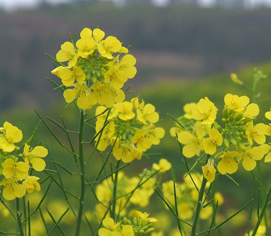 黄芥