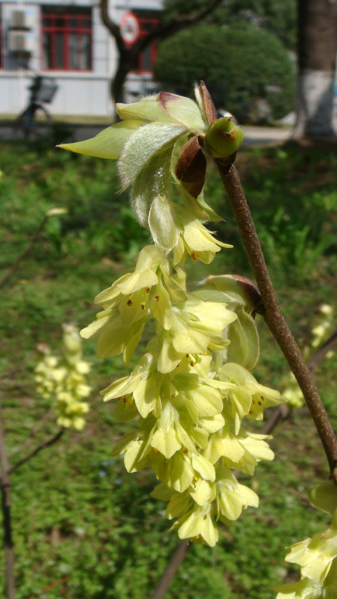 是 a href="#" data-lemmaid="8693562">木兰纲 /a>, a href="#"