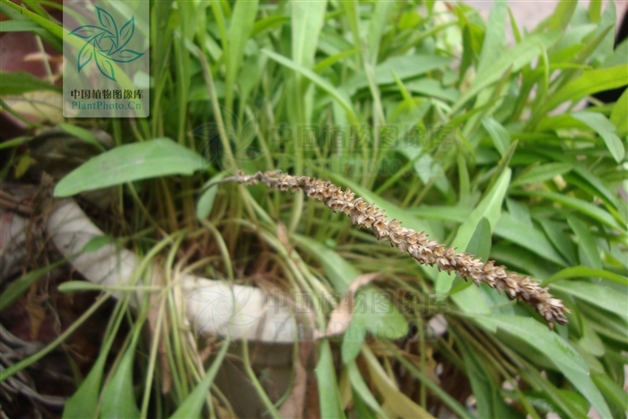  p>苣叶车前是 a target="_blank" href="/item/车前科">车前科 /a>, 