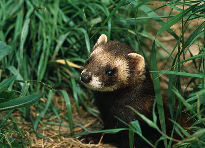  p>林鼬(学名: i>mustela putorius /i>):共有