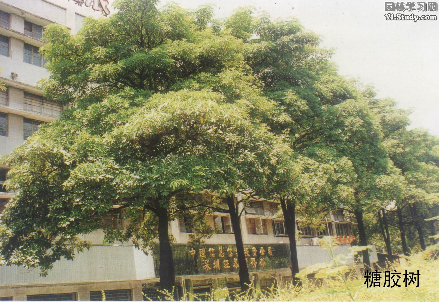  p>糖胶树(学名: i>alstonia scholaris /i> (l.)r. br.