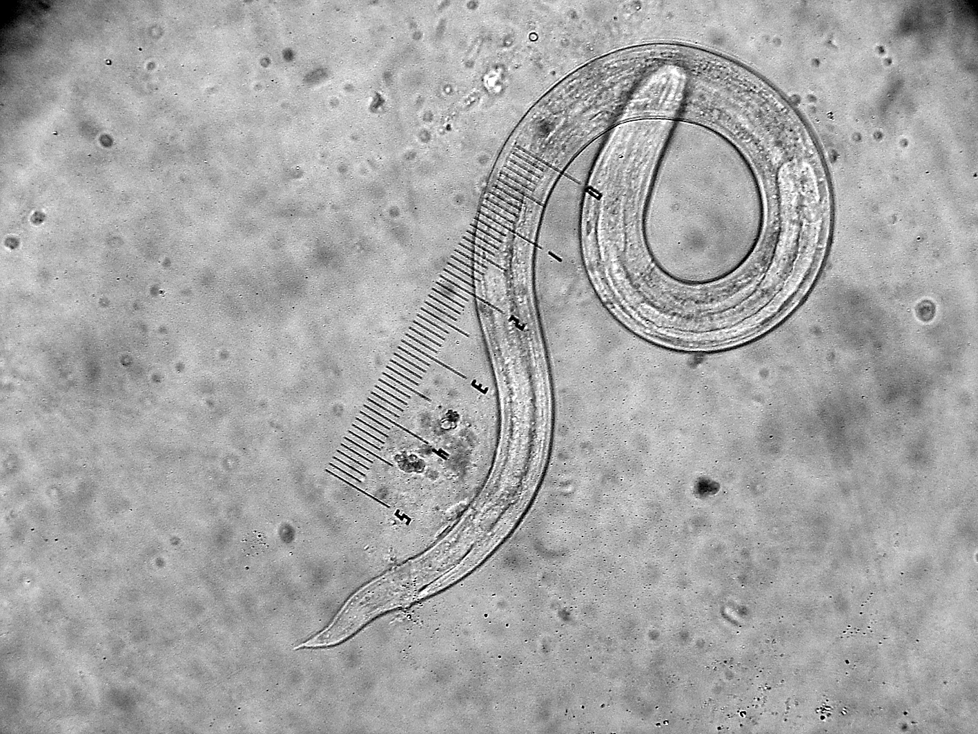 >spiruria /i>, a target="_blank" href="/item/线虫动物门/5894844"