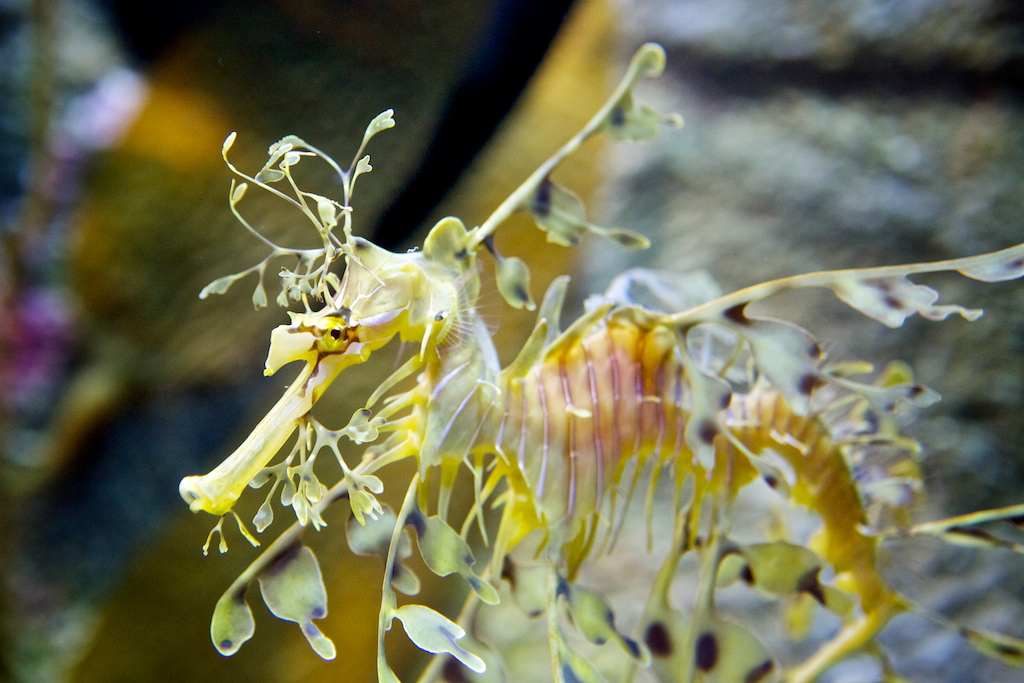  p>叶海龙(学名: i>phycodurus eques /i>)是海龙科,叶海龙属鱼类.