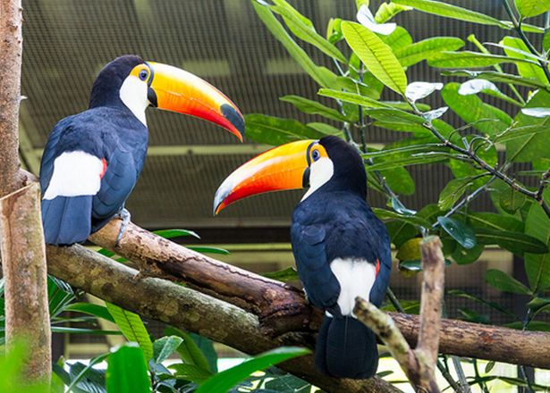  p>鞭笞巨嘴鸟(学名: i>ramphastos toco /i>)体长61厘米,体重540-860