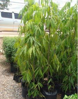  a target="_blank" href="/item/暗罗属/1013