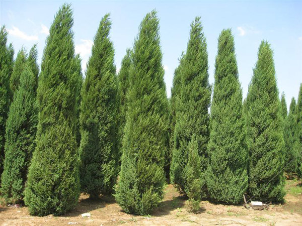 data-lemmaid="794632">树冠 /a>圆柱尖塔形,圆锥形,侧枝生长势强