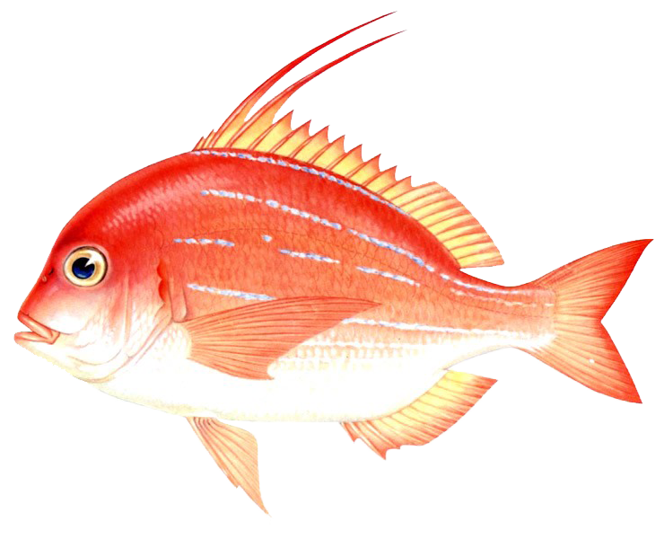  p>二长棘鲷,分布于北太平洋西部.我国产于南海和东海南部.