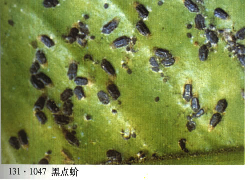  p>昆虫名,为同翅目,盾蚧科.中国各柑橘产区均有发生.