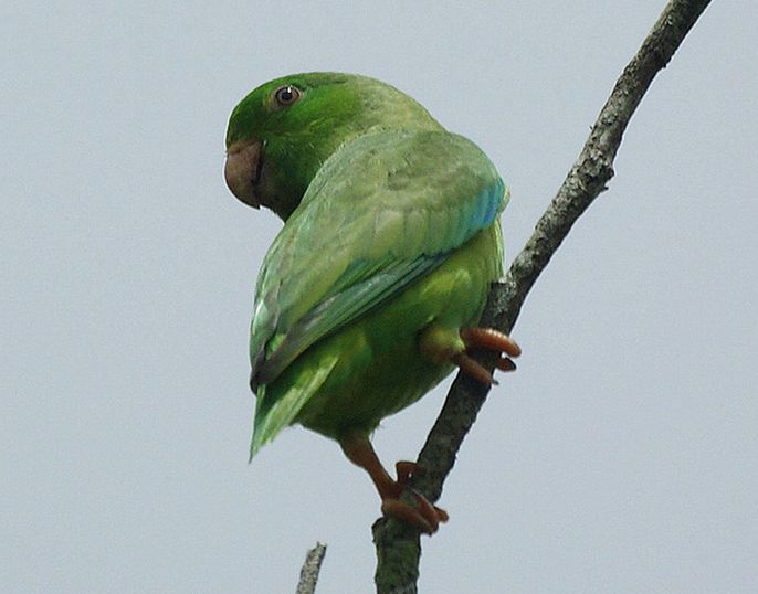  p>绿腰鹦哥(学名:forpus xanthopterygius)是一种 a target="_blank"