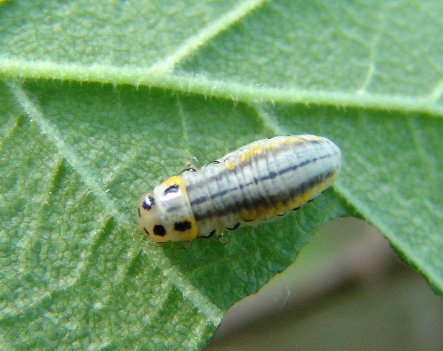 ambrostoma quadriimpressum motschlsky