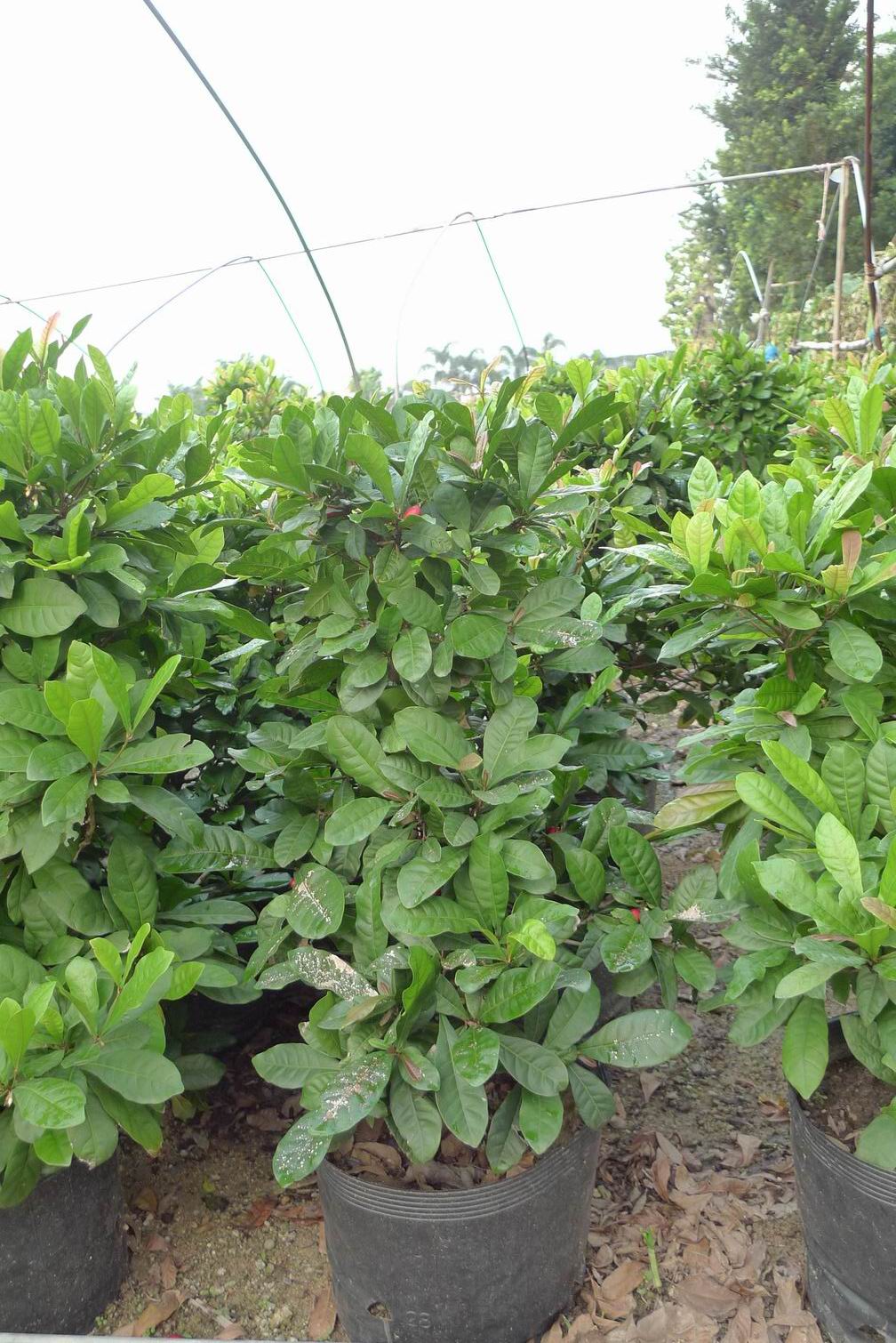  p>神秘果(学名: i>synsepalum /i>  i>dulcificum /i> (schumach.