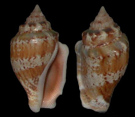  p>花瓶凤凰螺(学名: i>canarium mutabilis /i>):成贝15 - 45毫米, a