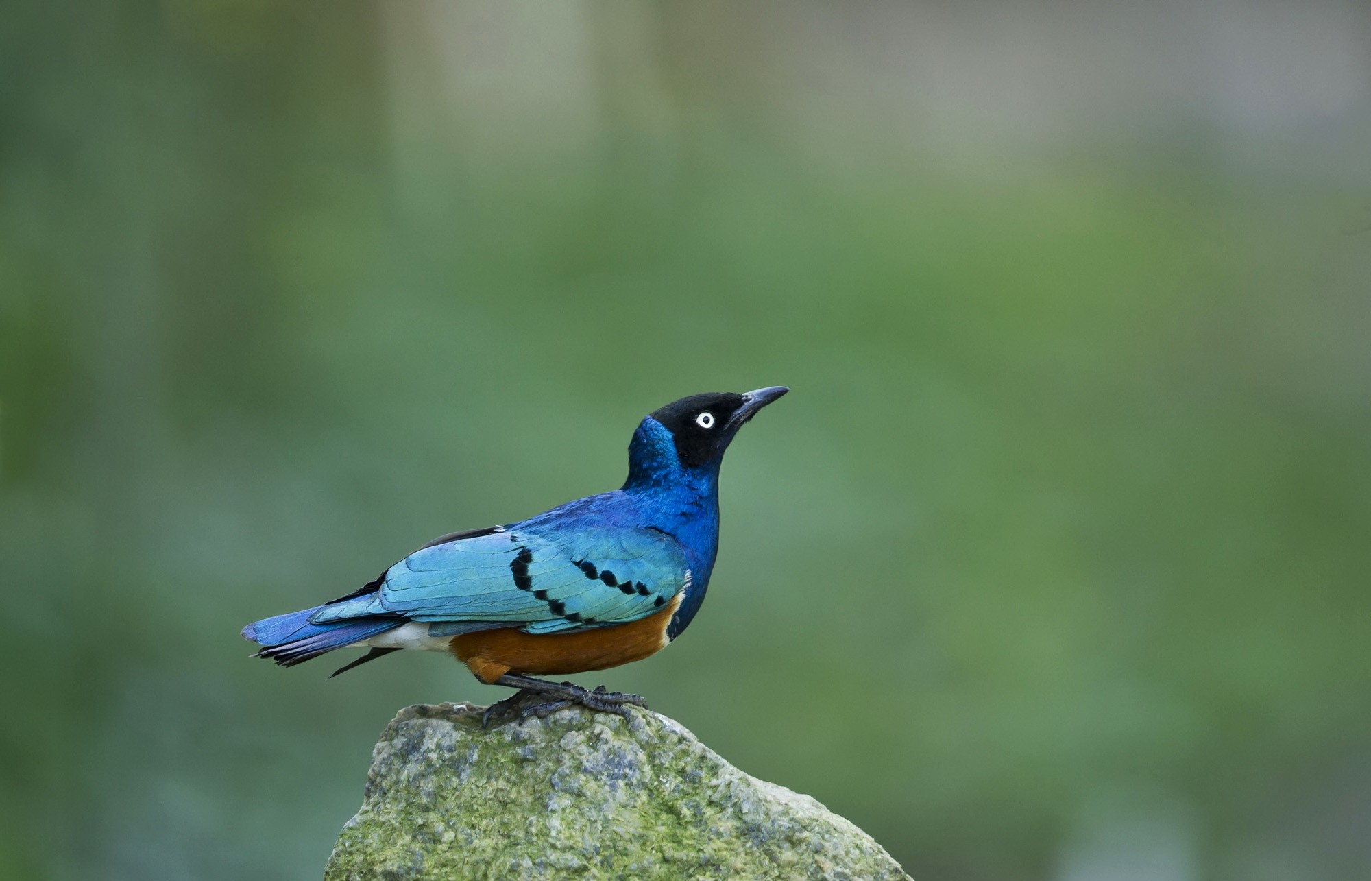  p>雪莱丽椋鸟(学名 lamprotornis shelleyi),属中型 a target="