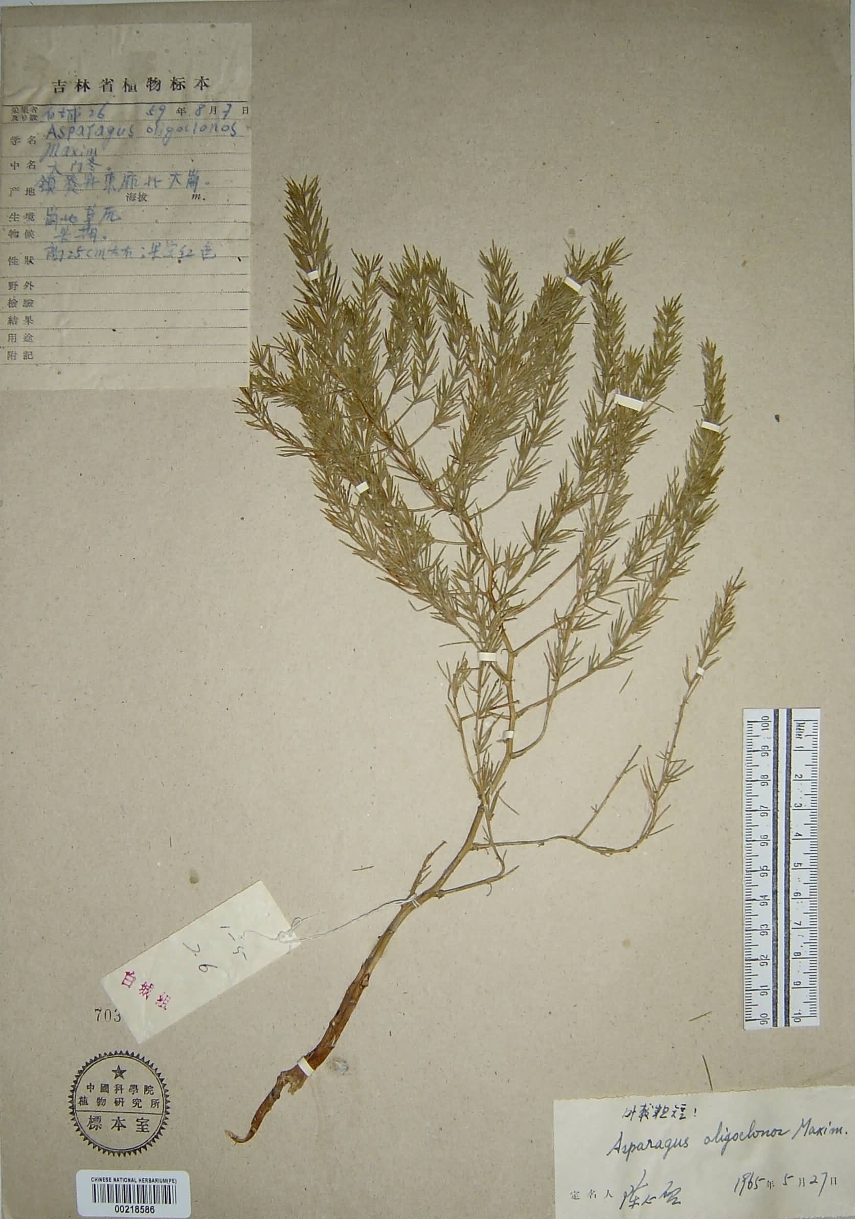  p> b>南玉带 /b>是 a href="#" data-lemmaid="6632464">天门冬科 /a