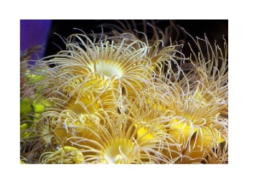 黄水螅珊瑚