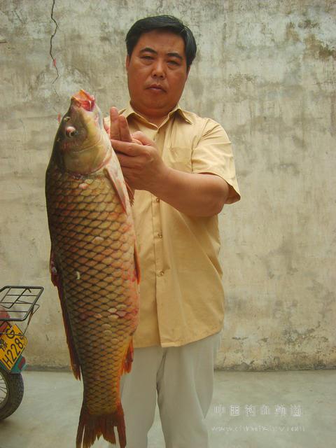 黄河鲤鱼