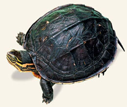 成年个体重1.5-2.0千克,属中型龟类,同龄个体雄龟较大,雌龟略小.